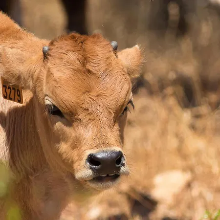 Villa Cerro Membrío