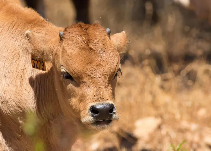 Villa Cerro Membrío